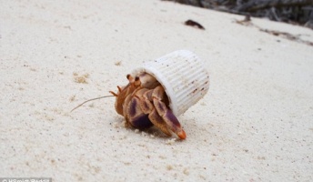 【動画】死んだ魚に群がる巻き貝さん、怖すぎる