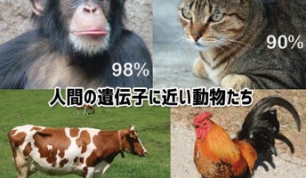 人間と遺伝子の構造が近い10のもの…猫はかなり人間に近かった!