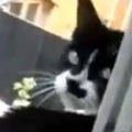 ネコが２階の窓から外に出て行った。まさかそこから飛び降りるつもり？ → ファッ！？