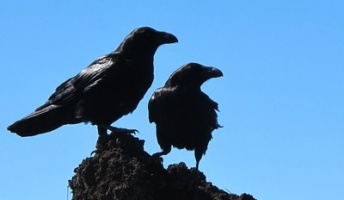 カラスが感電しない理由説明できる人いる?