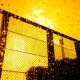 golden half+red scale