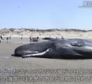 クジラ打ち上げ 海岸に見物客詰めかける　南さつま