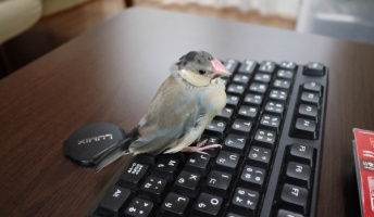 うちの文鳥見ていく?
