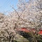 吉田町奥南橋の桜