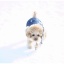 初めての雪