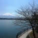 例年、河口湖では桜の見頃はいつですか?