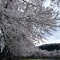 桜をもとめて5月5日~5月6日