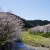 西伊豆桜便り 桜が満開でした 2012