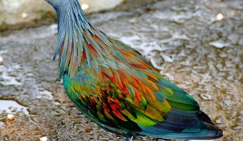 なにこれ!?画像加工を疑うほどカラフルな21種の動物たち(一部閲覧注意)