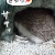 アイウォンチュ~♪アイニ~ヂュ~♪アイラ~ビュ~♪…