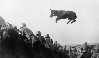 【画像】戦地や過酷な場所で働いた犬たちがカッコいい!