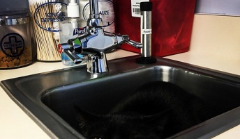 【画像】獣医を恐れて隠れてる(つもりの)猫たちが可愛い・・・