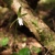 仙丈ヶ岳　高山植物観察会