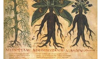 【進化の謎】阪大ら、ヒトと植物の細胞の融合に成功!