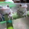 親子ガエル