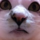 うちの猫が虐待してくる