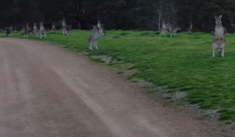 これは悪夢なのか!?ある意味ホラーな”カンガルー”に遭遇!(オーストラリア)