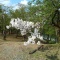 悠久山の桜状況