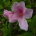 庭の花 「5月」