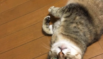 猫をもらって二ヶ月ちょっと経ったので自慢しにきた(画像あり)