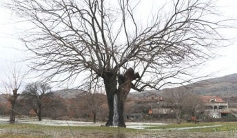 【奇跡?】木の中から水が湧き出る不思議な光景 モンテネグロ