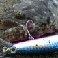 使用ルアーについて<SHIMANO サイレントアサシン>