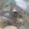 寒そうなヌマガエル
