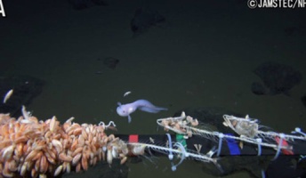 生息できるギリギリ…水深8178mで深海魚の撮影成功!(動画あり)