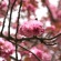 【画像有】桜はなぜ1週間しか仕事をしないのか…福岡で開花