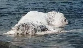 【謎生物】フィリピンの海岸に謎の毛むくじゃら“生き物”打ち上げ【ネバーエンディングストーリーの白い竜?】