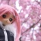 ついったー屋外撮影部？伊豆・河津桜「ドール編」