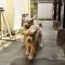 ほめ上手、のろけ上手( 井樋邸 10)