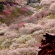 【画像有】桜はなぜ1週間しか仕事をしないのか…福岡で開花