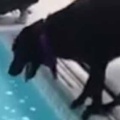 イヌの「お気に入りのボール」がプールに落ちてしまった。飼い主が必死に取ろうとする → 犬はこうした…