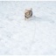 初めての雪