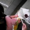 ヤゴの飼育