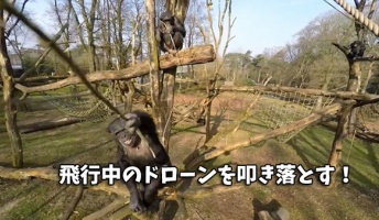 チンパンジーの群れをドローンで撮影してたら枝持って待ち構えてたチンパンに叩き落とされた