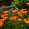 Garden ! Garden ! Garden !