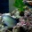 3���ܤ��餢������ʲ��˥˥��ϥ� Acanthurus lineatus