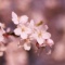 桜色