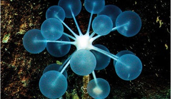 俺の好きな深海魚を紹介してみたい(画像あり)