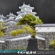 平成の姫路城作成記~完成(作品紹介)