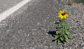 ( ^ω^)アスファルトに咲く花のようです