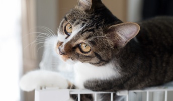 【猫画像】子猫拾って179日目。キャットタワーを愛娘に捧げスレを建てる