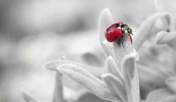 昆虫が人間サイズになったら重さで耐えられない←これ