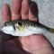 ��