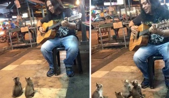 【猫】ストリートミュージシャンが歌ってたら何故か猫が集まってきて座って夢中に聴く 可愛すぎワロタ
