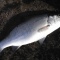 金魚で・・・・・・・
