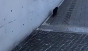 【悲報】美術館に侵入したネッコ、また締め出される