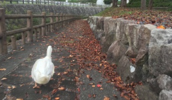 ニートだけど暇すぎてアヒルを一日中ストーカーしてたら一日終わったwwwwwwww